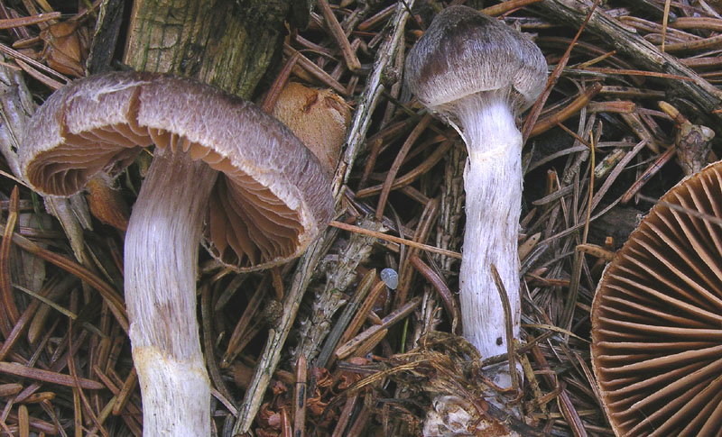 Cortinarius n�1.